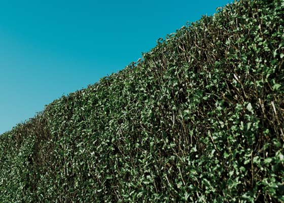 Garden Services Salisbury Wiltshire gardening