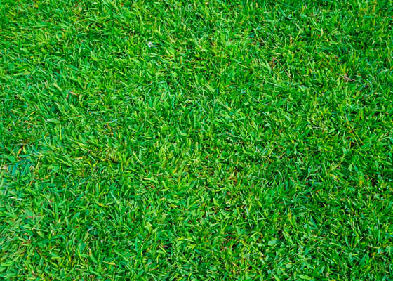 Garden Services Salisbury Wiltshire gardening