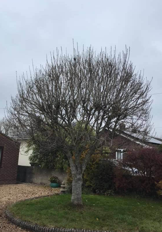 Garden Services Salisbury Wiltshire hedge cutting